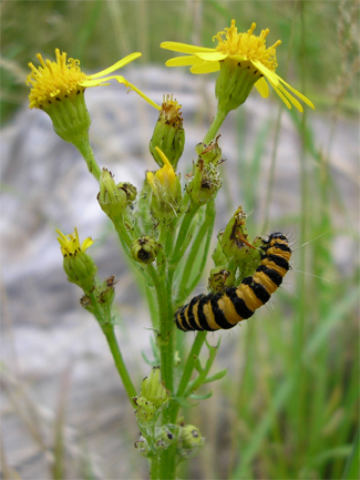 Cinnabar moth caterpillar, hazel court Nick’s nature reserve, 11.8.07