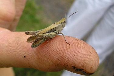 Grasshopper on John’s finger, St Nick’s, 11.8.07