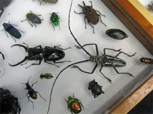 NHM beetles